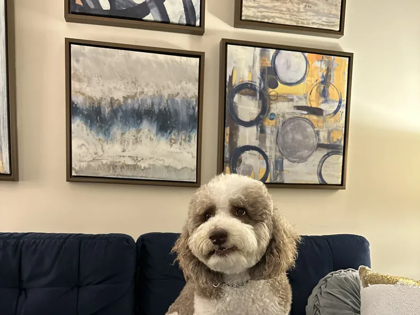 Close-up of Dreidel, a certified therapy dog, resting comfortably on a couch.