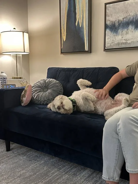Dreidel the therapy dog rolling over for belly rubs, relaxed and playful.