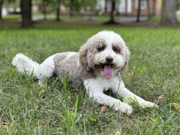 Dreidel, a certified therapy dog, lying in the grass with a tennis ball.